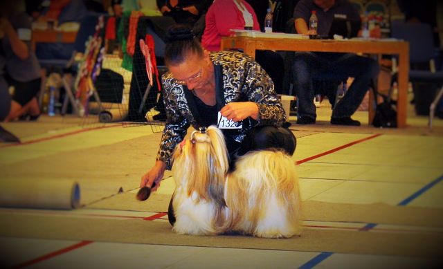 Adonis da han fik det sidste Certifikat og blev Dansk Champion