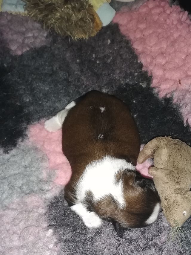 Den 27/5-2020 kl. 20.55 kom lille Silk Tzu's Gift from the Heart Baloo til verden. Herhjemme kom han hurtigt til at blive kaldt Frikadellen.
Mor er vores Lavanda og far er Silk Tzu's Deer Hunter